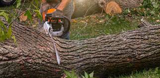 How Our Tree Care Process Works  in  Island City, OR