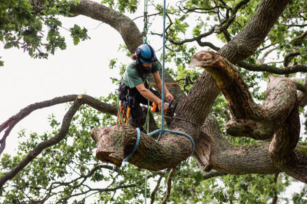 Island City, OR Tree Services Company