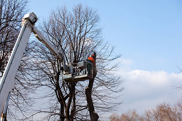 Best Tree and Shrub Care  in Island City, OR